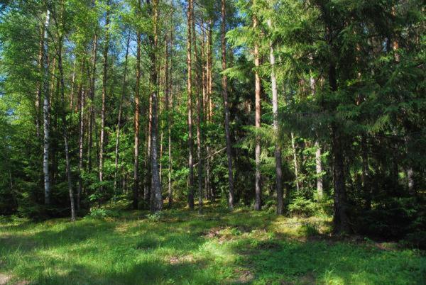 Apartament Arkadia Storczyk Аугустов Екстериор снимка